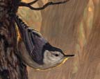 Nuthatch