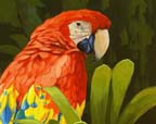 Macaw